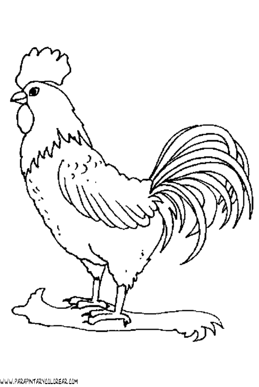 Dibujos de gallos | Dibujos