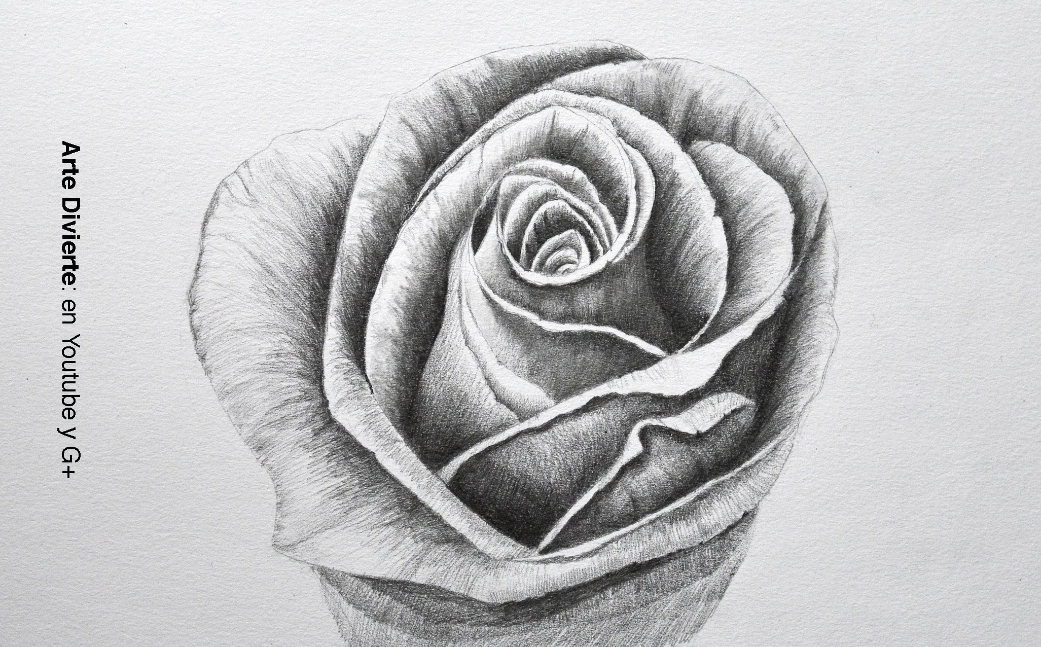 dibujos de rosas a lapiz
