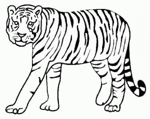 dibujos de tigres