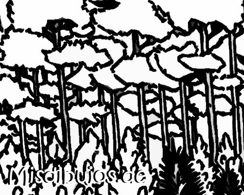 dibujos de bosques